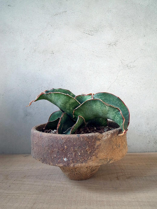 稀有植物〔一物一拍〕姬玉