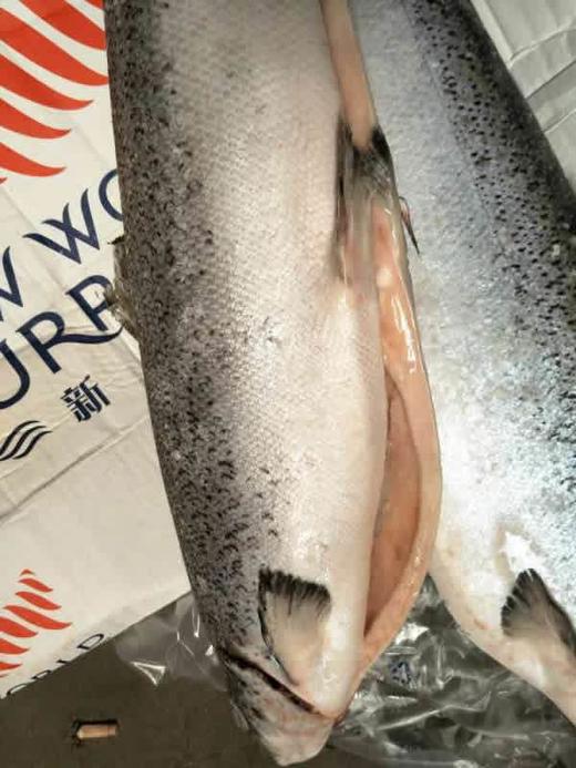 冷冻三文鱼整条 时价 商品图2