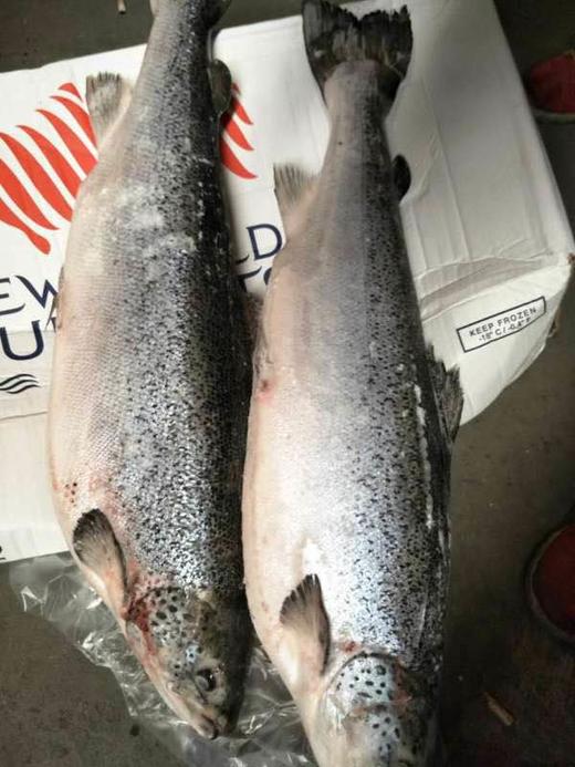 冷冻三文鱼整条 时价 商品图1