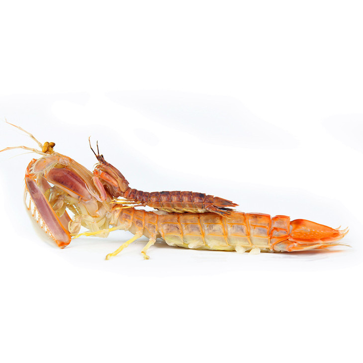 巨型超大泰濑尿虾礼盒皮皮虾爬子2只600800g装