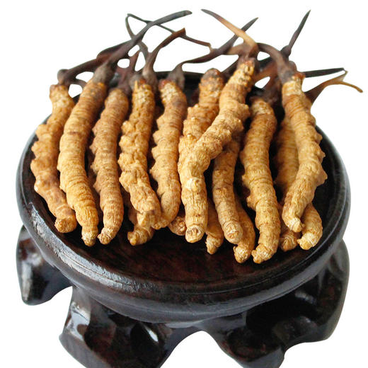 极品冬虫夏草王5克