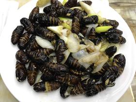 【凤酒飘香】炒蛹(时令价为准)