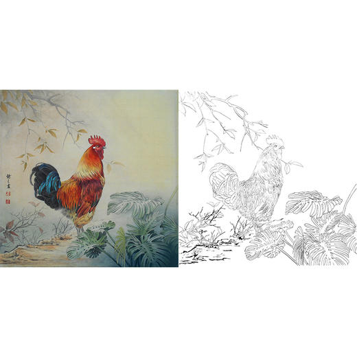 工笔动物白描底稿-孙锡之公鸡-斗方小品册页-A552 商品图0