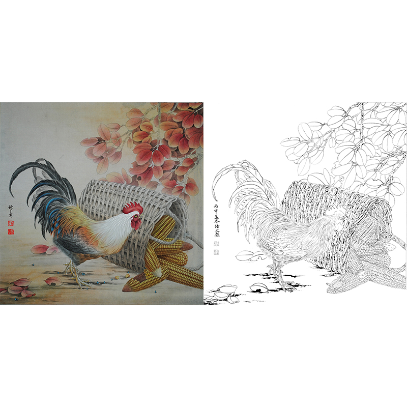 工笔动物白描底稿-孙锡之-玉米公鸡-斗方小品册页-A551