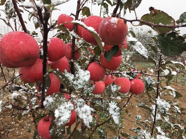 第二件半价雪果口感脆7075中小果混装约48斤雪后采摘的烟台红富士一次