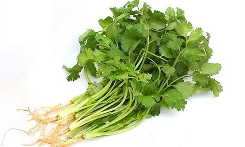 香菜广东惠州特石有机农业不发广东省外