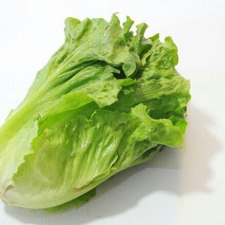 生菜露天种植广东中山心园农场不发广东省外