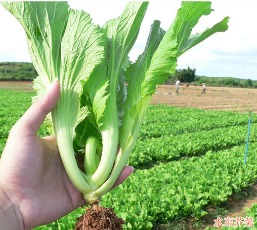 水东芥菜 | 广东惠州特石有机农业【不发省外】