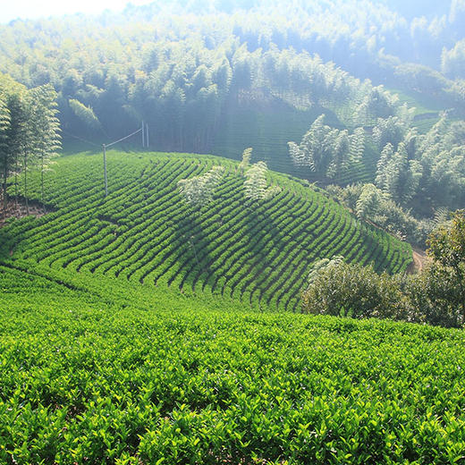 守艺 · 五彩大叶白·2013年政和白茶 | 问山严选 商品图3