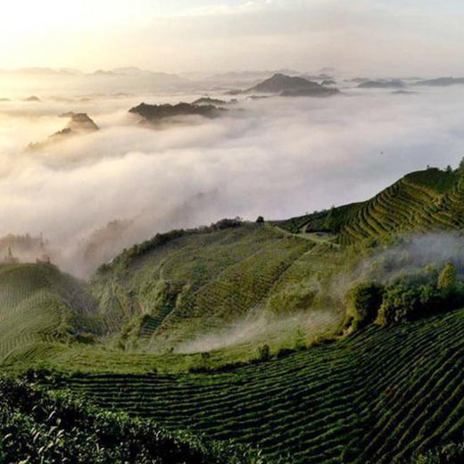 红茶｜黔红 商品图3