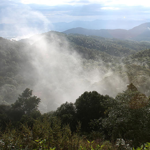 无味 · 2013 头春古树普洱饼茶生普 | 问山严选 私房茶 商品图4