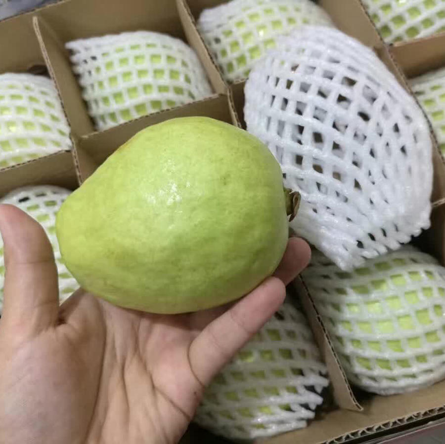 台湾香软芭乐 12粒一箱