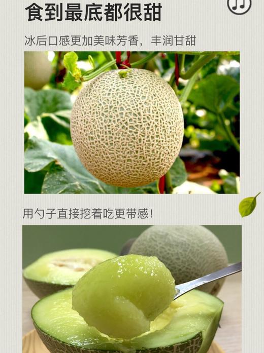 玫珑瓜，品质非常好 空运落地，10斤左右148元 商品图0