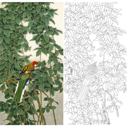 竖幅工笔花鸟白描底稿鹦鹉周彦生幽林多种白描尺寸可选qn05