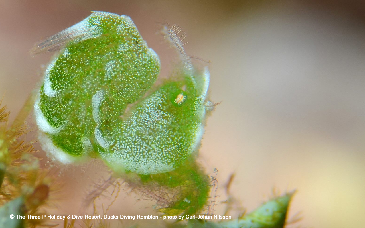 【度假村】Romblon朗布隆Three P潜店