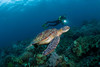 【度假村】杜马盖地Atlantis Dive Resort Dumaguete潜水套餐 商品缩略图3