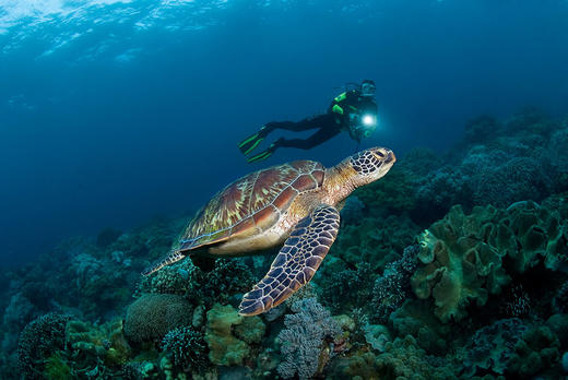 【度假村】杜马盖地Atlantis Dive Resort Dumaguete潜水套餐 商品图3