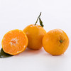 【春见耙耙柑】春见耙耙柑 四川眉山耙耙柑 现摘现发 手剥柑橘 丑柑 商品缩略图6