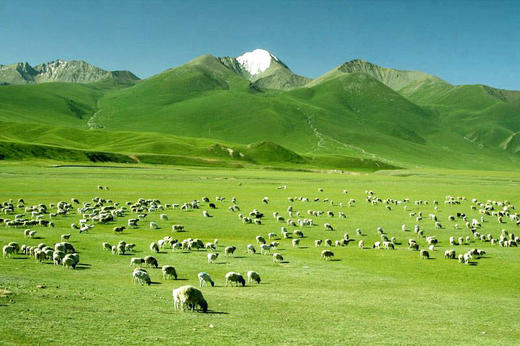 呼伦贝尔羊肉 | 敢用清水煮的羊肉 商品图4