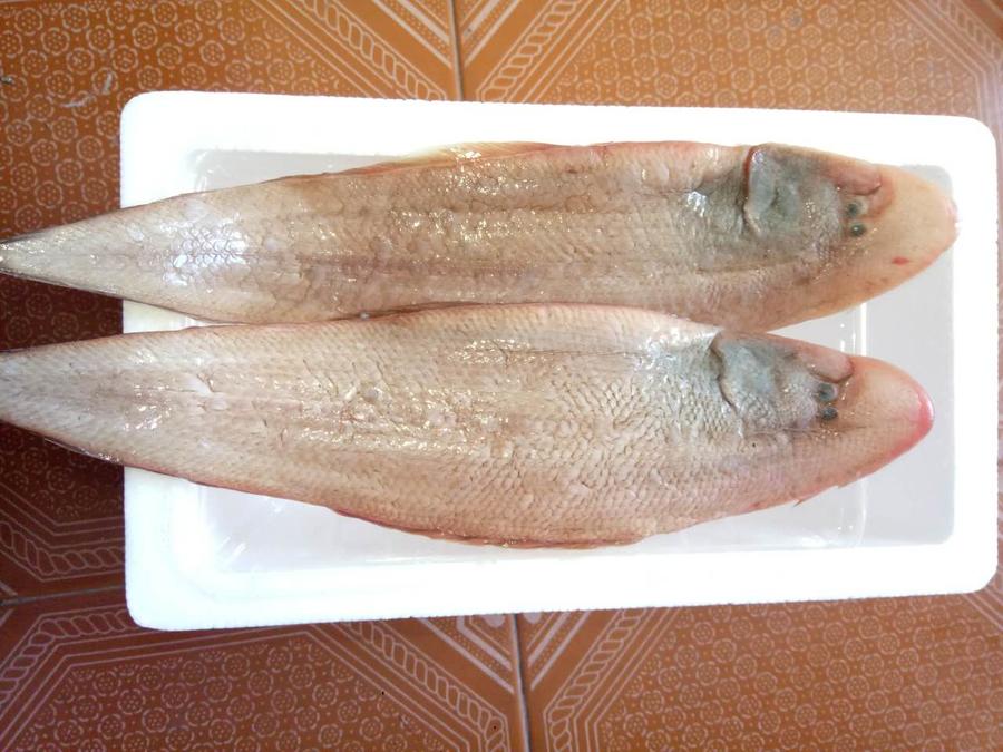 东海野生海鲜 小眼睛带鱼 滑皮虾 龙头鱼