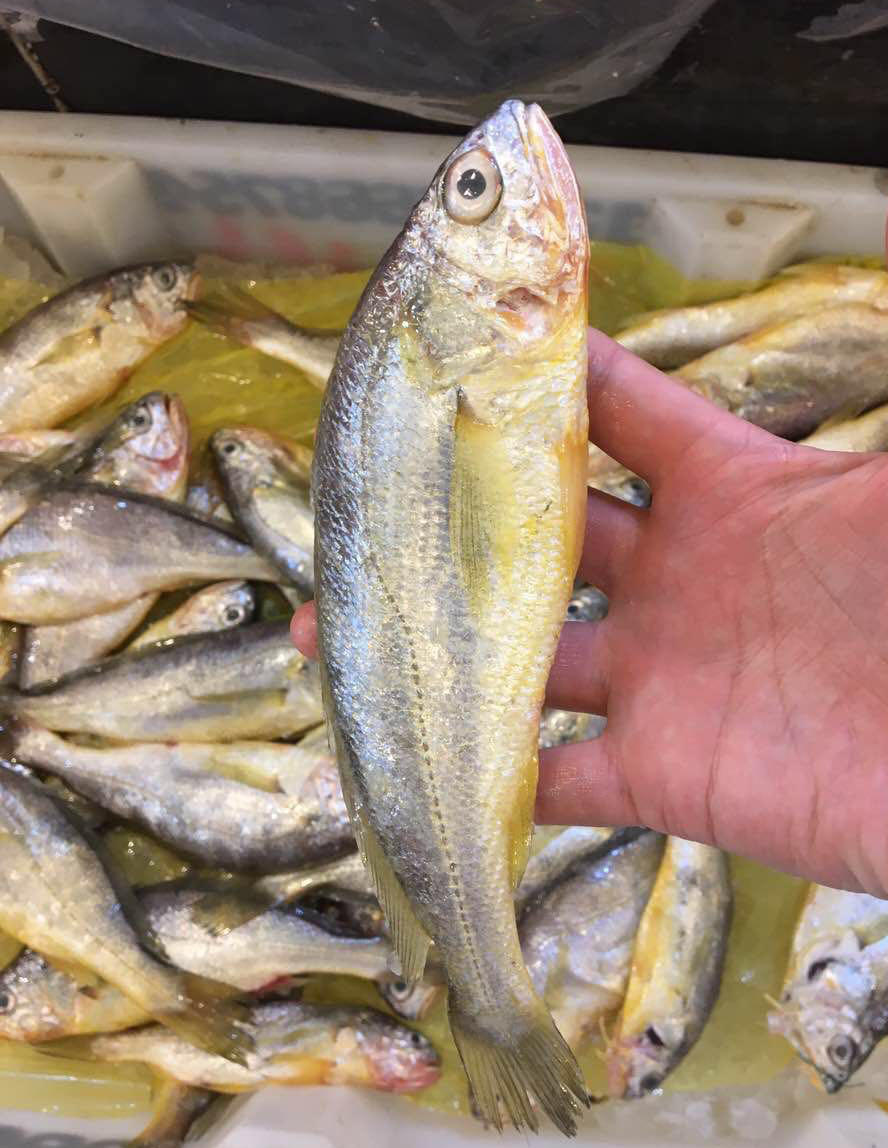 东海野生海鲜 小眼睛带鱼 滑皮虾 龙头鱼