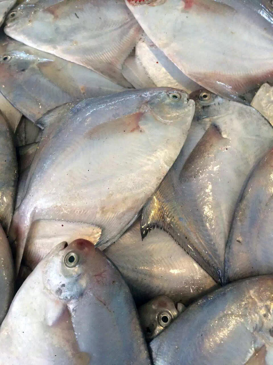 东海野生海鲜 小眼睛带鱼 滑皮虾 龙头鱼