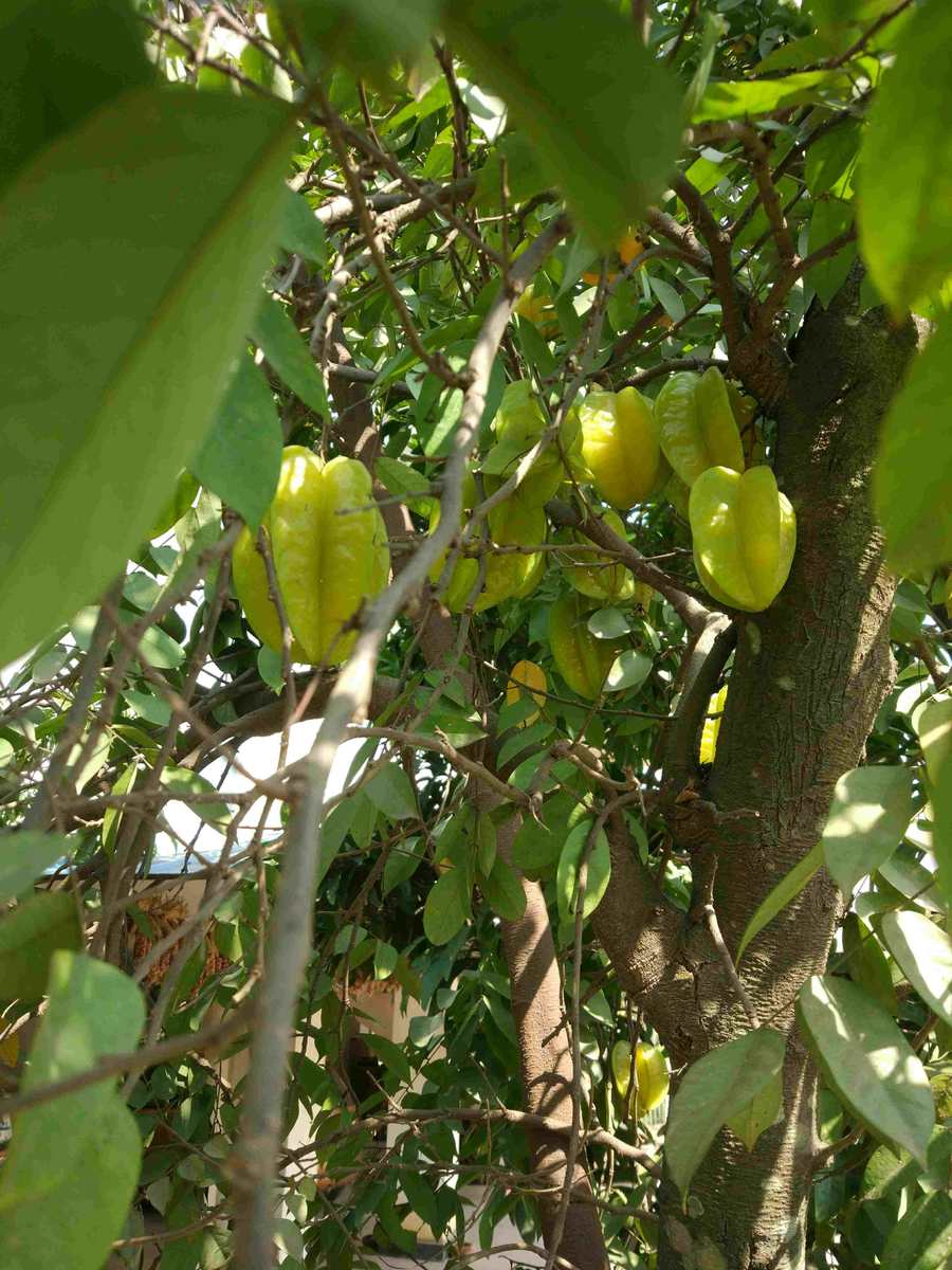 杨桃,羊桃,五菱子,风鼓