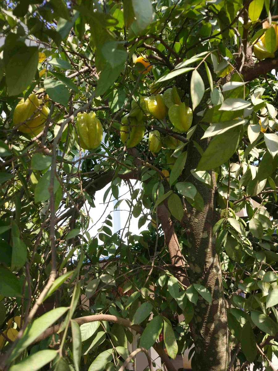 杨桃,羊桃,五菱子,风鼓