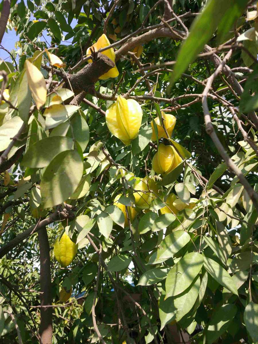 杨桃,羊桃,五菱子,风鼓