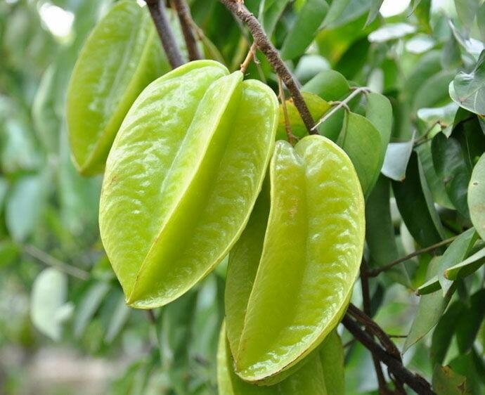 杨桃,羊桃,五菱子,风鼓