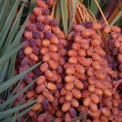 沙特椰枣500g，甜糯好吃 商品图5