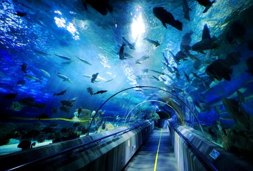 【妈网春游】长风海洋世界3.12日-张浦肯德基途径千灯大唐花苑 商品图0