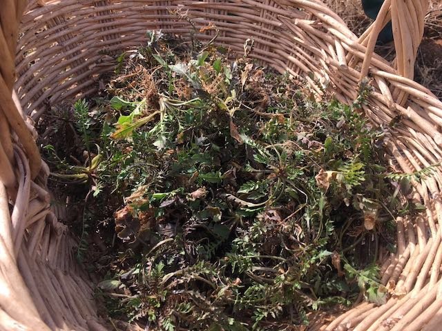 荠菜苦菜槐树花北方野外越冬霜打包饺子馄饨下火锅炒鸡蛋豆腐汤都ok