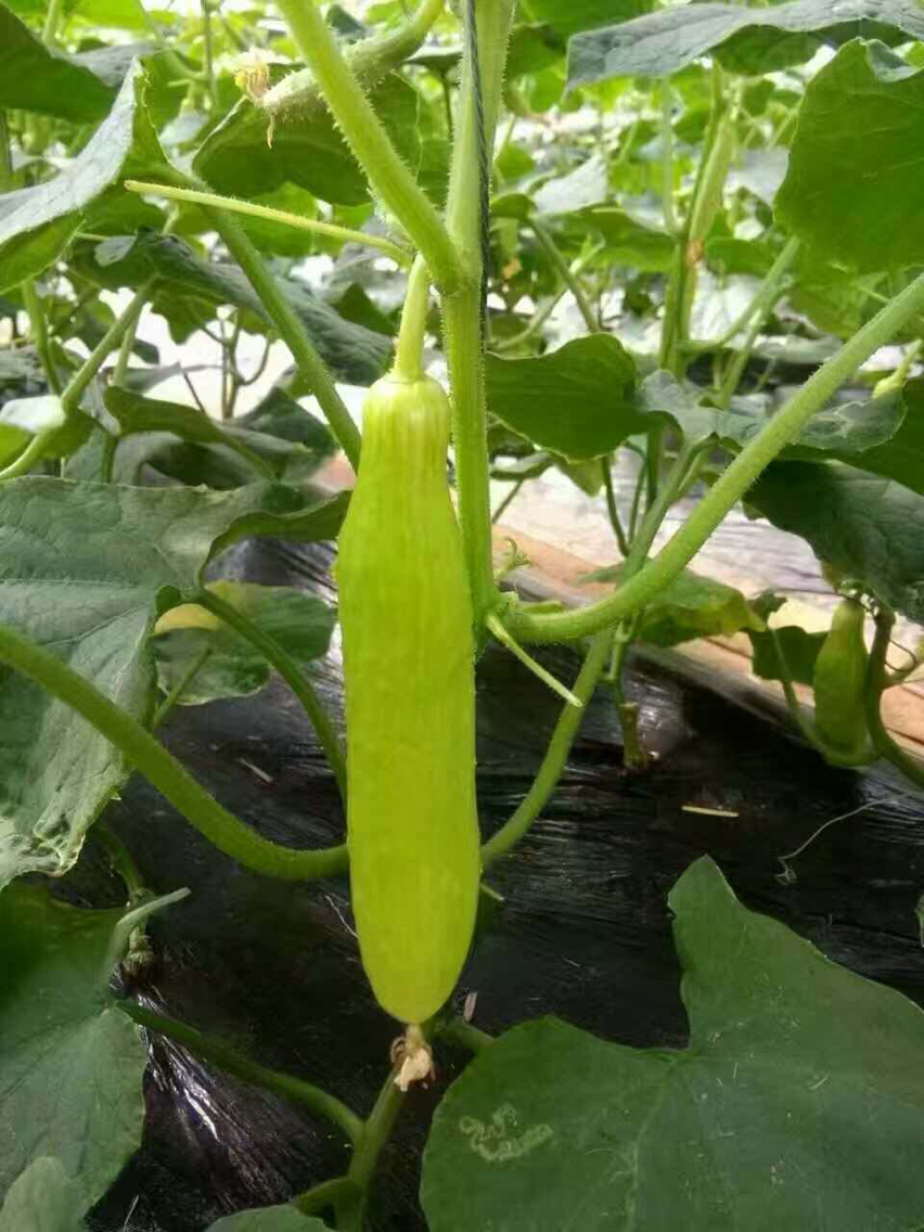 海阳奶白黄瓜收到请先冰一冰恢复脆爽有机种植脆鲜清甜