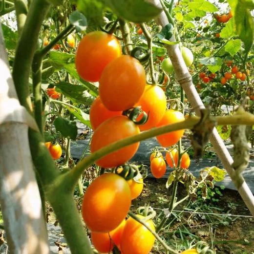 黄番茄500g+ 商品图2