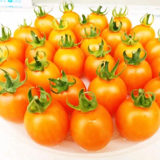 黄番茄500g+ 商品图1