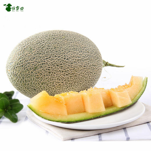 海南波斯蜜瓜脆甜爽口瓜肉丰厚饱满带有淡淡奶香回味大口享用超级过瘾