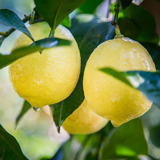 仅限合川营盘街店自提426安岳柠檬原价58一斤秒杀价20元5斤果型美观