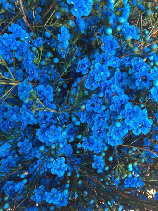 蜡花重瓣蓝色6扎一盒枝条长60公分