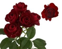 【福利秒杀】多头红色蕾丝 约9-10枝/扎 商品图1