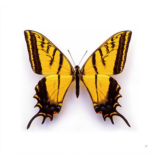 后浪  《迷蝶》  赏自然之大美，探生命之秘境 商品图2