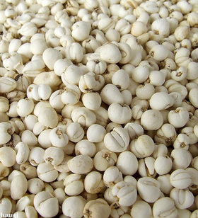 川贝母（38号精品）（1斤装）