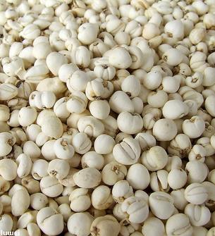 川贝母（38号精品）（1斤装） 商品图0