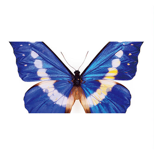 后浪  《迷蝶》  赏自然之大美，探生命之秘境 商品图1