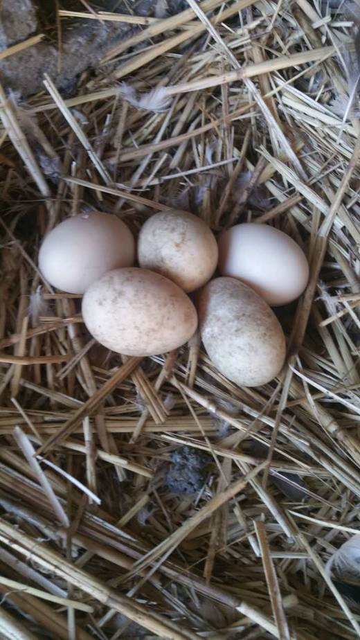 松花江江心岛的天然散养鸭蛋30枚每箱90元哈市包邮吃蛤蜊肉的鸭子下的