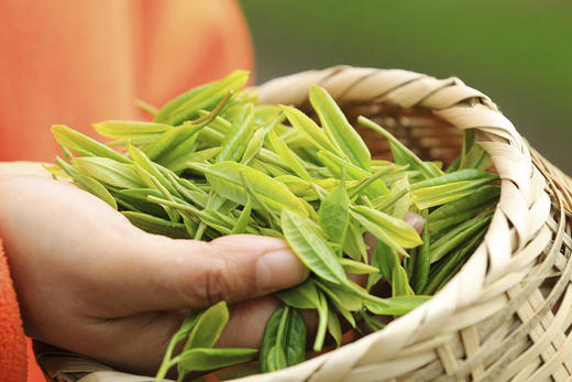 莫干山明前茶采摘游玩套餐 商品图3