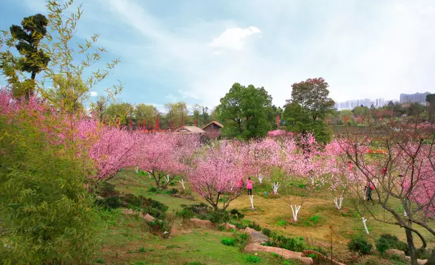 【秀丽东方2016桃花实景图】