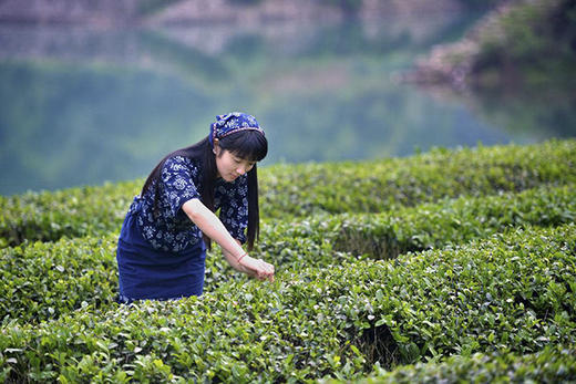 莫干山明前茶采摘游玩套餐 商品图2