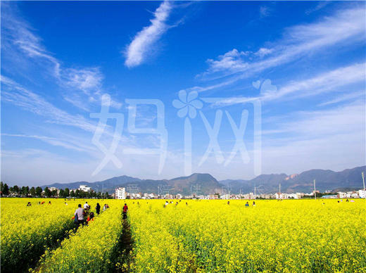 YR6【妈网】上海油菜花节亲子村一日游 带你去看油菜花 商品图0