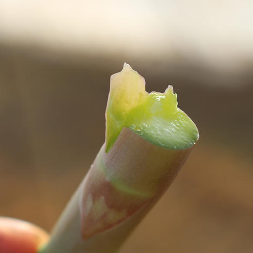 【安心优选】新鲜芦笋 350g   翠绿柔嫩  鲜美可口  无纤维  商品图2